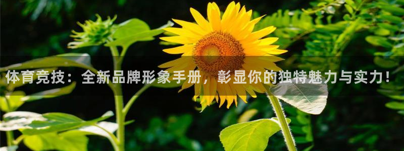 体育竞技：全新品牌形象手册，彰显你的独特魅力与实力！